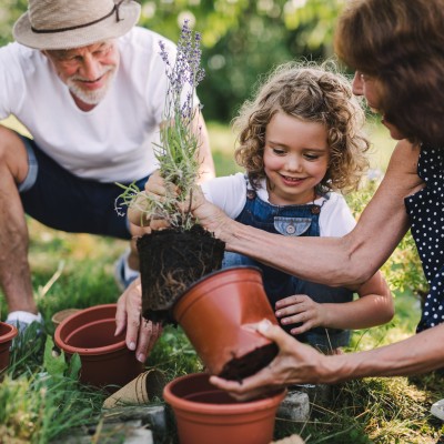 So machen Sie Ihren Garten zum Bienen- und Schmetterlingsparadies